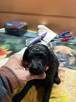 Festus, a male Poodle - Miniature  for sale in Pine City, MN – Photo 5 of 5