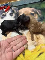 Festus, a male Poodle - Miniature  for sale in Pine City, MN – Photo 3 of 5