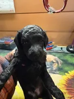 Festus, a male Poodle - Miniature  for sale in Pine City, MN – Photo 2 of 5