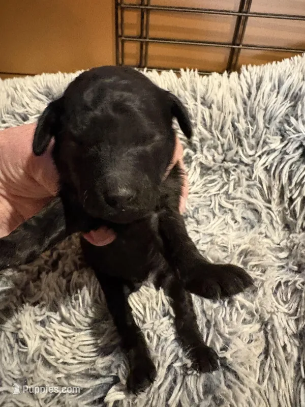 Festus – Poodle - Miniature  puppy for sale in Pine City, MN