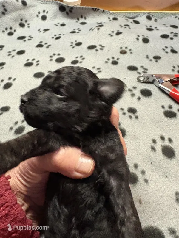 Festus – Poodle - Miniature  puppy for sale in Pine City, MN