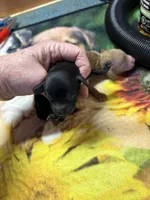 Festus, a male Poodle - Miniature  for sale in Pine City, MN – Photo 2 of 5