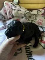 Lola, a male Poodle - Miniature  for sale in Pine City, MN – 4 of 6