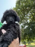 Dandy, a male Poodle - Miniature  for sale in Pine City, MN – 6 of 8