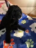 Waylon , a male Poodle - Miniature  for sale in Pine City, MN – 8 of 10