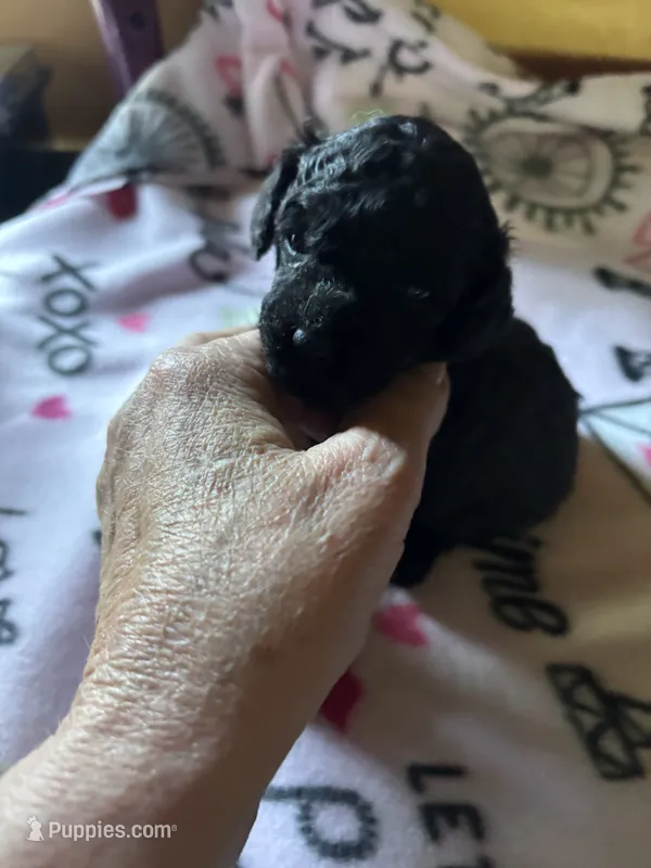 Luna  – Poodle - Miniature  puppy for sale in Pine City, MN