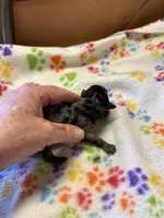 Matilda, a female Poodle - Miniature  for sale in Pine City, MN – 7 of 9
