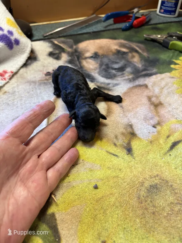 Waylon  – Poodle - Miniature  puppy for sale in Pine City, MN