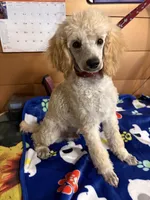 Clyde, a male Poodle - Miniature  for sale in Pine City, MN – 6 of 8