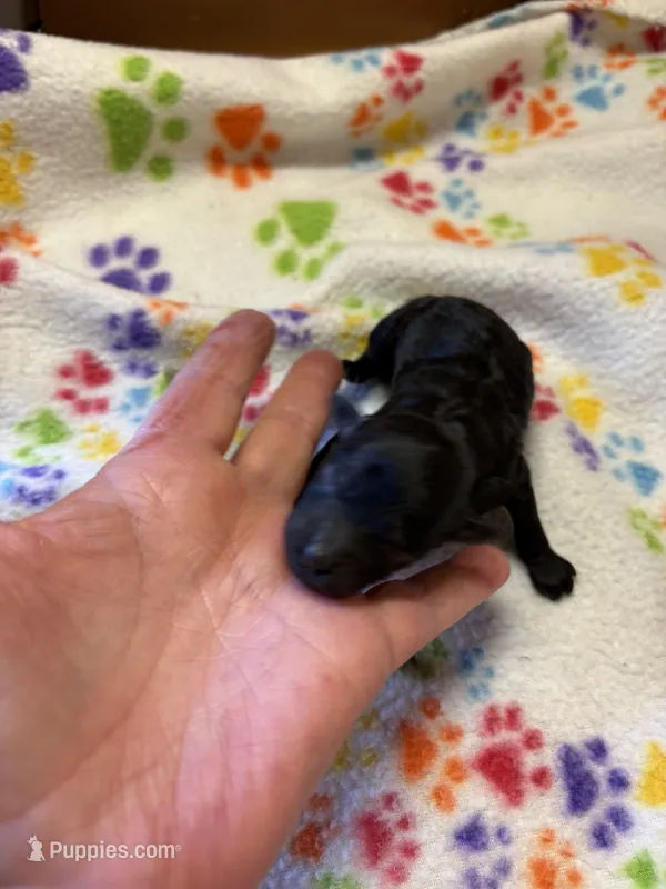 Daisy – Poodle - Miniature  puppy for sale in Pine City, MN