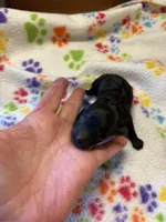 Daisy, a female Poodle - Miniature  for sale in Pine City, MN – 1 of 6