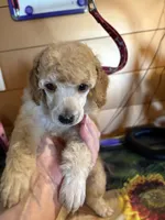 Walter, a male Poodle - Miniature  for sale in Pine City, MN – 6 of 8