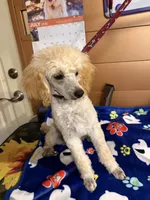 Clyde, a male Poodle - Miniature  for sale in Pine City, MN – 2 of 8