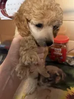 Dusty, a male Poodle - Miniature  for sale in Pine City, MN – 4 of 4