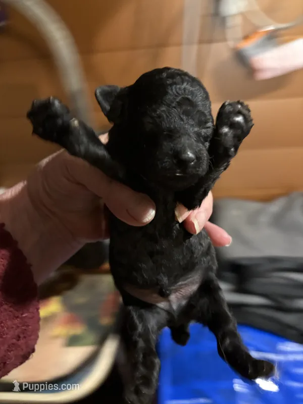 Waylon  – Poodle - Miniature  puppy for sale in Pine City, MN