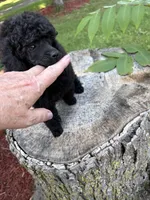 Lola, a female Poodle - Miniature  for sale in Pine City, MN – 4 of 8