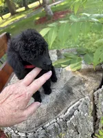 Luna , a female Poodle - Miniature  for sale in Pine City, MN – 2 of 8