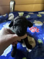 Dandy, a male Poodle - Miniature  for sale in Pine City, MN – 4 of 7