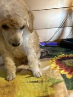 Walter, a male Poodle - Miniature  for sale in Pine City, MN – 7 of 8