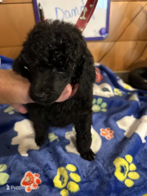 Dandy – Poodle - Miniature  puppy for sale in Pine City, MN