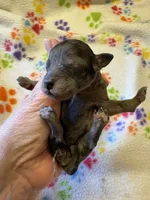 Miss kitty, a female Poodle - Miniature  for sale in Pine City, MN – 3 of 6
