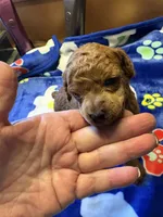 Dodge, a male Poodle - Miniature  for sale in Pine City, MN – 2 of 6