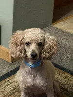 Lucy, a female Poodle - Miniature  for sale in Pine City, MN – 2 of 3