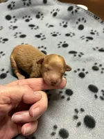 Walter, a male Poodle - Miniature  for sale in Pine City, MN – Photo 4 of 5