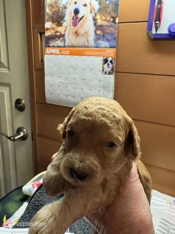 Walter – Poodle - Miniature  puppy for sale in Pine City, MN