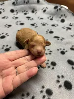 Walter, a male Poodle - Miniature  for sale in Pine City, MN – Photo 2 of 5