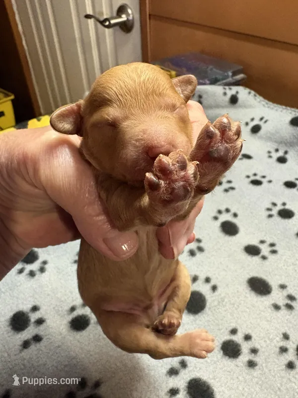 Walter – Poodle - Miniature  puppy for sale in Pine City, MN