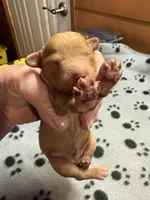 Walter, a male Poodle - Miniature  for sale in Pine City, MN – Photo 1 of 5