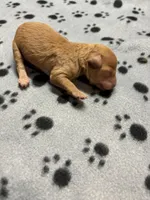 Walter, a male Poodle - Miniature  for sale in Pine City, MN – Photo 5 of 5