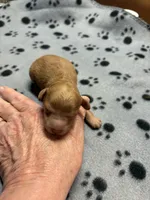 Walter, a male Poodle - Miniature  for sale in Pine City, MN – Photo 3 of 5