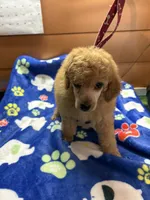 Sam, a male Poodle - Miniature  for sale in Pine City, MN – 3 of 7