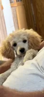 Elvira girl, a  Poodle - Miniature  for sale in Pine City, MN – 2 of 2