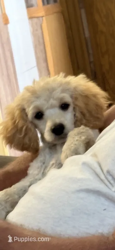 Clyde – Poodle - Miniature  puppy for sale in Pine City, MN
