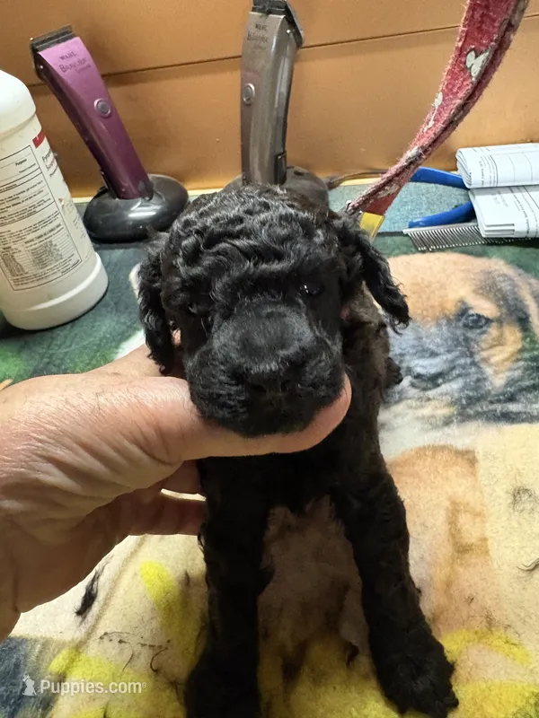 Dandy – Poodle - Miniature  puppy for sale in Pine City, MN