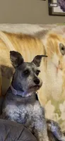 Betsy, a female Miniature Schnauzer for sale in Pine City, MN – 1 of 1