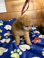 Sam, a male Poodle - Miniature  for sale in Pine City, MN – 2 of 7
