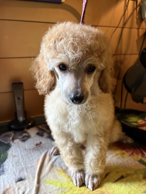 Walter – Poodle - Miniature  puppy for sale in Pine City, MN