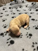 Clyde, a male Poodle - Miniature  for sale in Pine City, MN – Photo 5 of 5