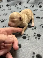 Clyde, a male Poodle - Miniature  for sale in Pine City, MN – Photo 2 of 5