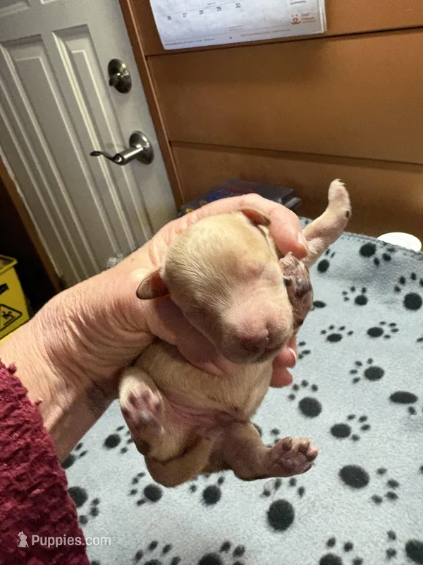 Clyde – Poodle - Miniature  puppy for sale in Pine City, MN