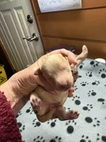 Clyde, a male Poodle - Miniature  for sale in Pine City, MN – Photo 1 of 5