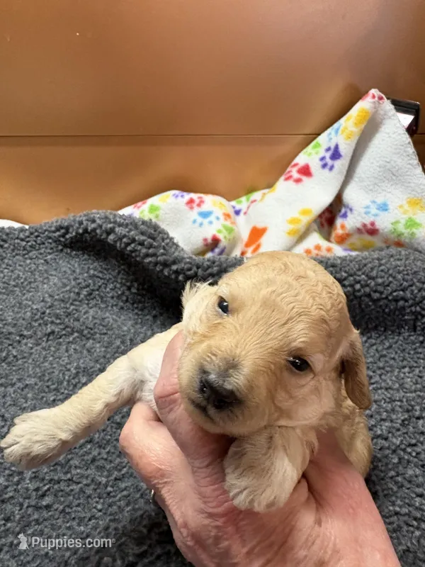 Clyde – Poodle - Miniature  puppy for sale in Pine City, MN