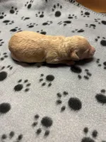 Clyde, a male Poodle - Miniature  for sale in Pine City, MN – Photo 3 of 5