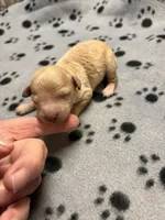 Clyde, a male Poodle - Miniature  for sale in Pine City, MN – Photo 4 of 5