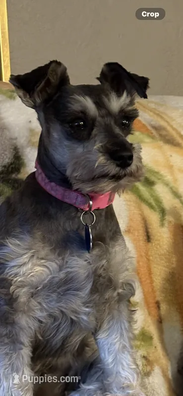 Delta – Miniature Schnauzer puppy for sale in Pine City, MN