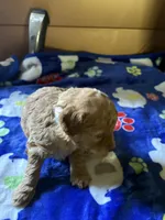 Dusty, a male Poodle - Miniature  for sale in Pine City, MN – 6 of 6